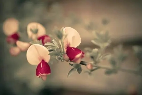 温柔优雅的经典句子文案