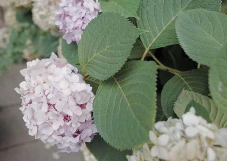 干净句子文案大全