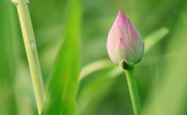 关于荷花的诗句文案