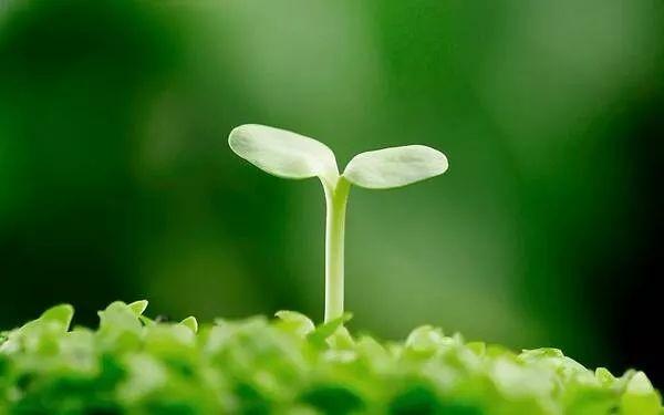 生命的意义与价值感悟