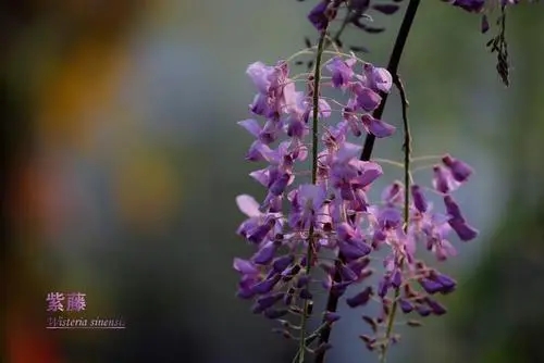 描写紫藤的最佳语句文案