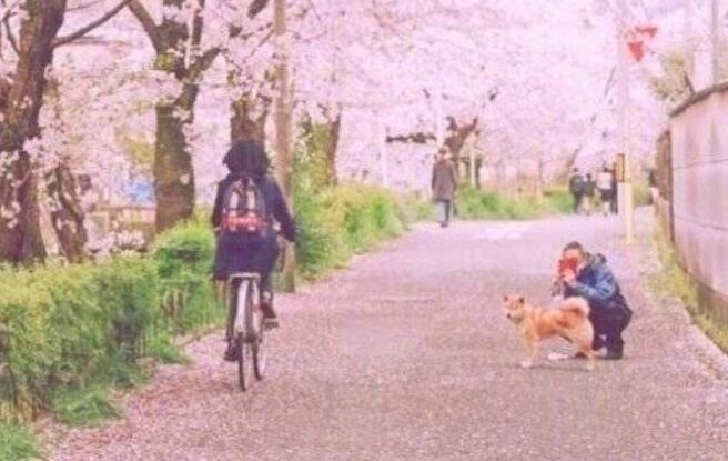 描写樱花的唯美诗句文案