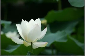 赞美佛的一句话