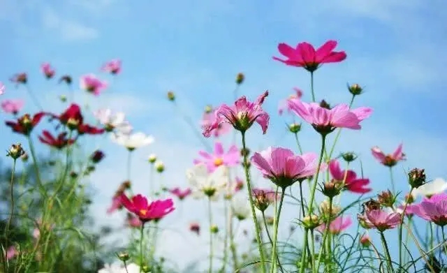 享受赏花的心情短语