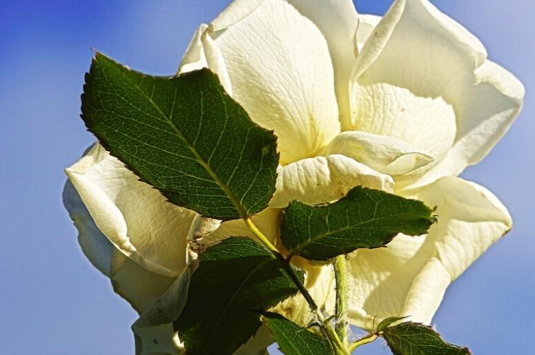 抖音火的励志语录文案短句