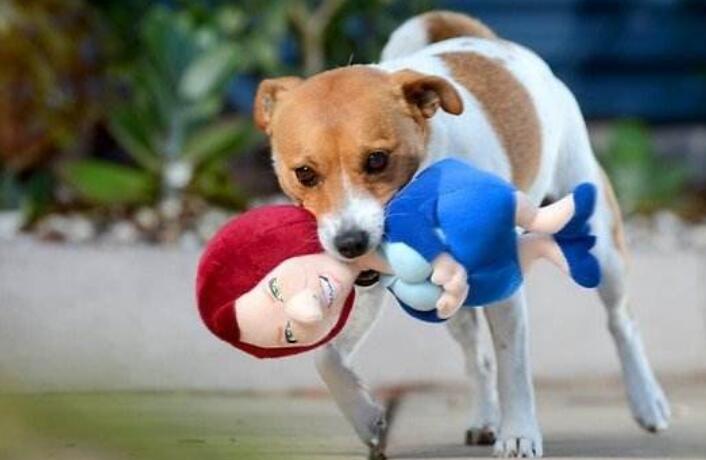 狗和人区别的经典说说文案