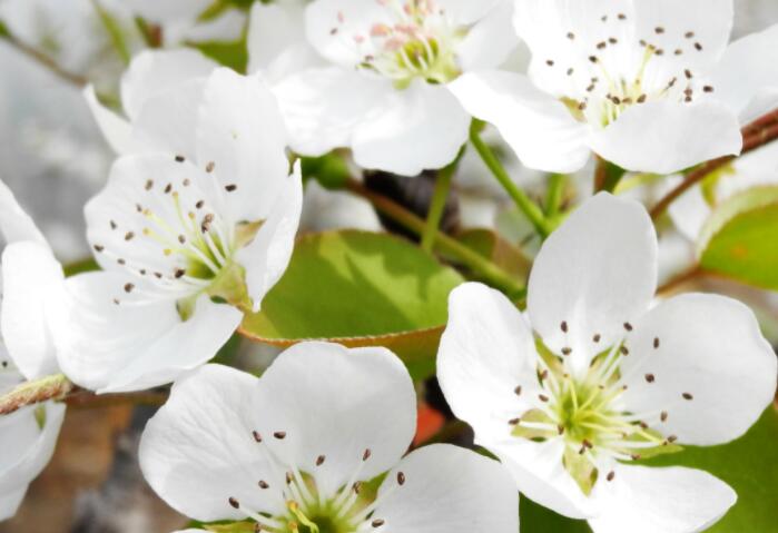 梨花颂的感慨说说文案