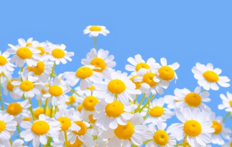 撩人表白情话文案