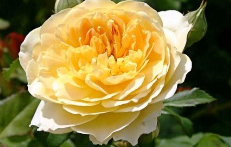 女人励志的话唯美句子文案早安