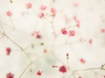 满天星简单精辟的句子文案