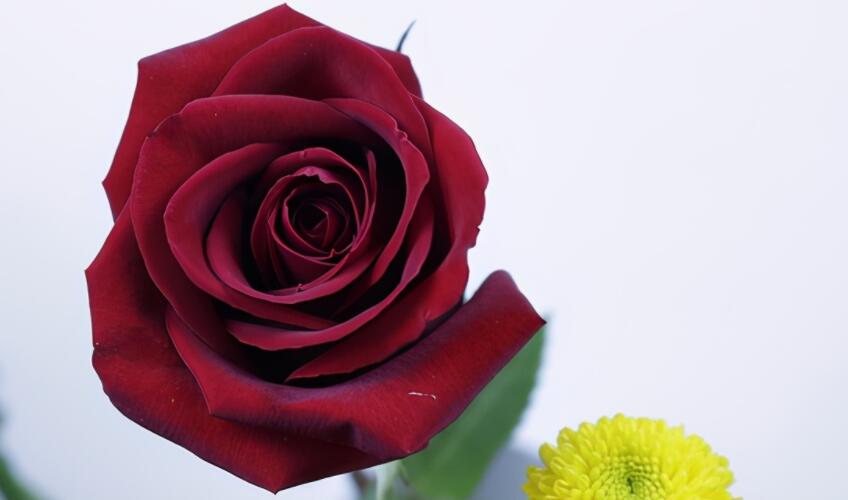 形容优雅人生的句子文案