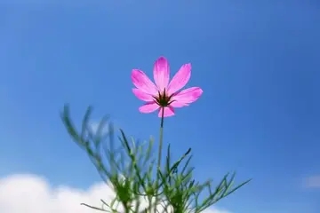 人生太多的无奈和心酸的诗句文案