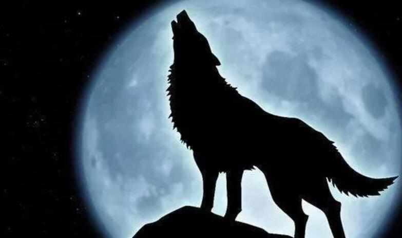 形容狼的霸气诗句文案