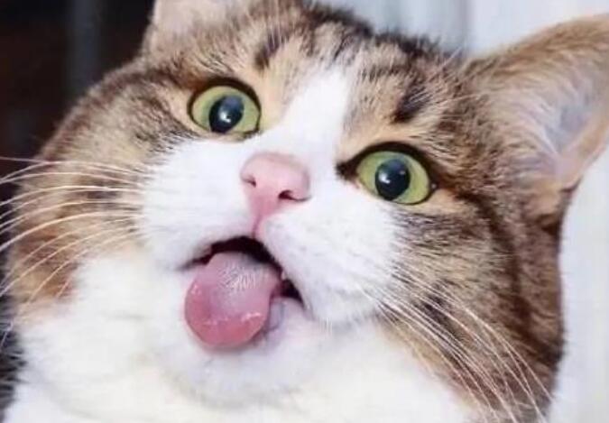 搞笑表达心情的句子文案