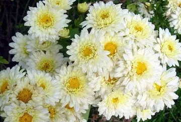 思念已故外公短句