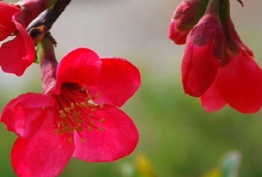 描写植物的好句文案摘抄