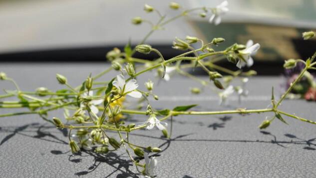 评论别人撒狗粮的句子文案