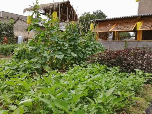 描写庭院小菜园的诗句文案