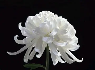 失去亲人的心情短语