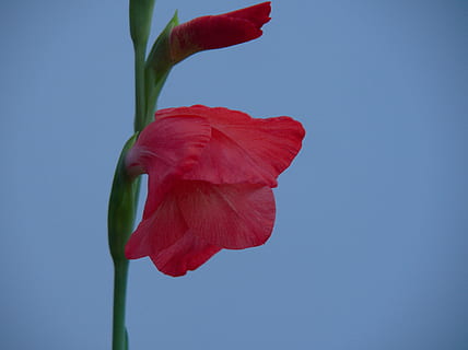 抖音关于爱情的文案