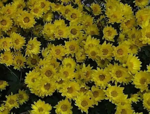 想念已逝亲人的朋友圈