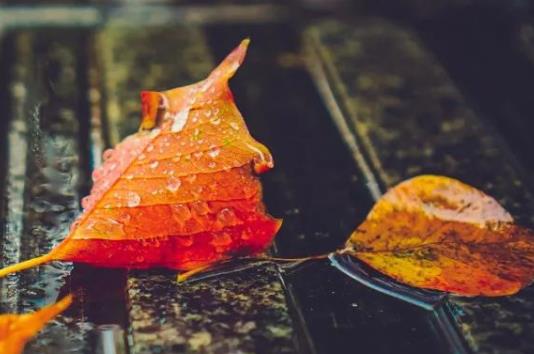 植树节朋友圈说说文案