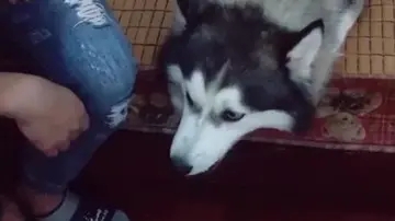 讽刺朋友不如狗的说说文案