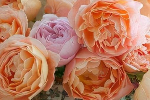 关于劳动的优美句子文案