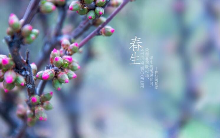 人间最美四月天的语句文案