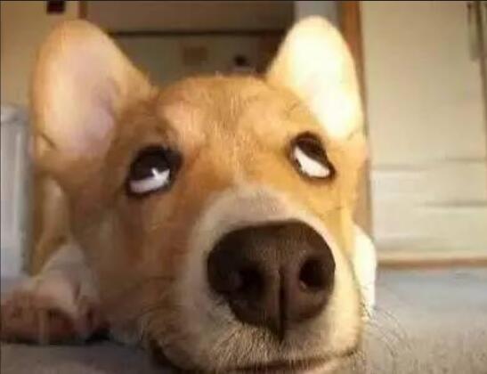 旅游累成狗的搞笑说说文案