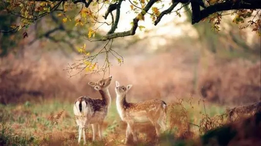 句子文案摘抄100字