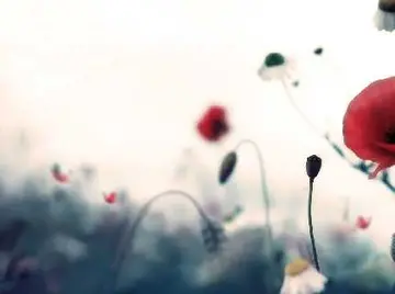 形容坚持的句子文案简短