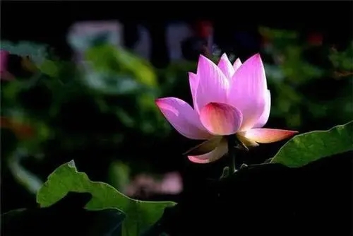 佛心禅语经典语录文案