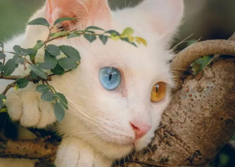 关于猫的唯美简短句子文案