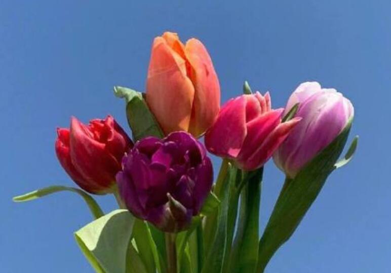 早上好精美问候语