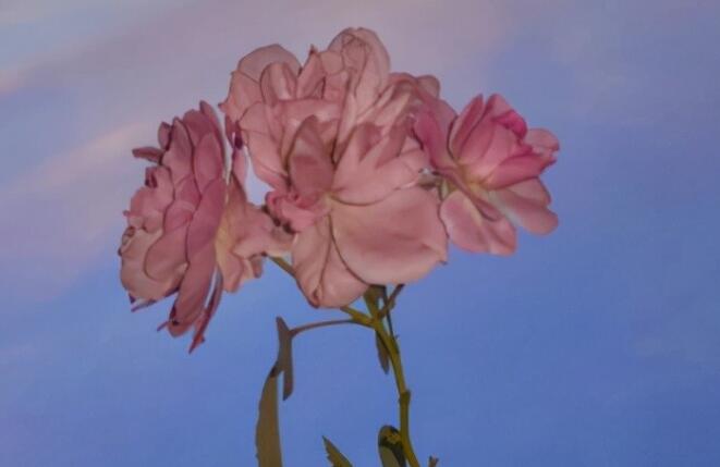 温柔的丧系句子文案