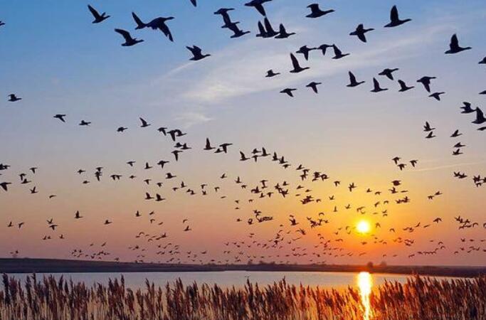 候鸟离别的唯美句子文案