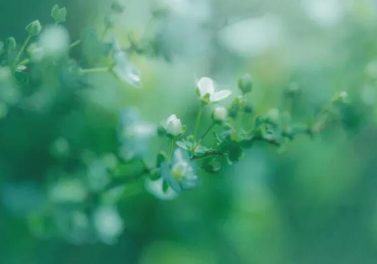 关于绿色的霸气短句