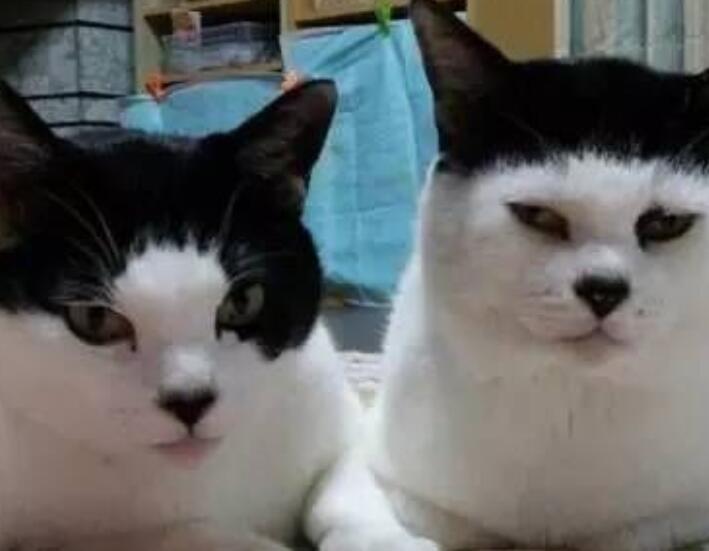 剪了个刘海怎么幽默发朋友圈