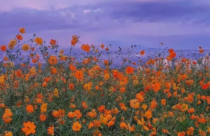 激励学习的句子文案