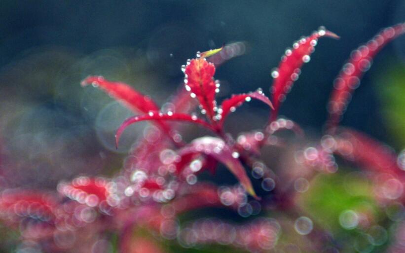 描写霜降的唯美句子文案