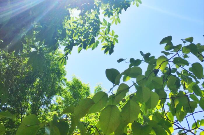 诗句文案含五月的诗词