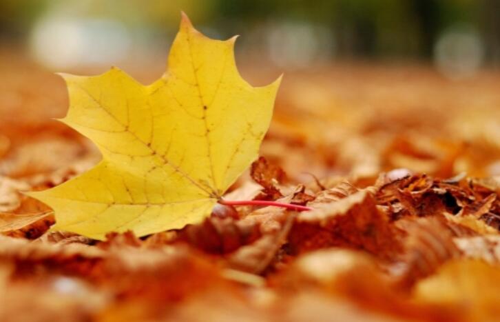 关于秋天的句子文案唯美短句摘抄