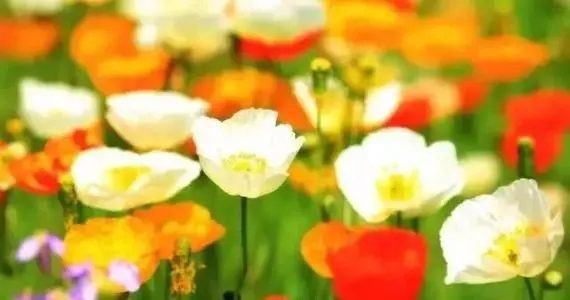 坐车沿途风景唯美句子文案