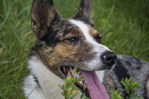 装糊涂的经典名言