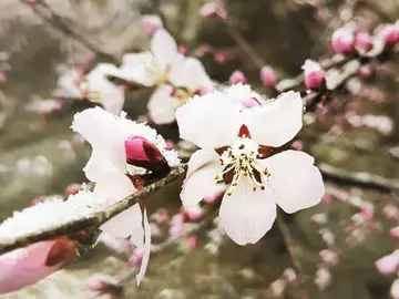 三月下雪的唯美句子文案