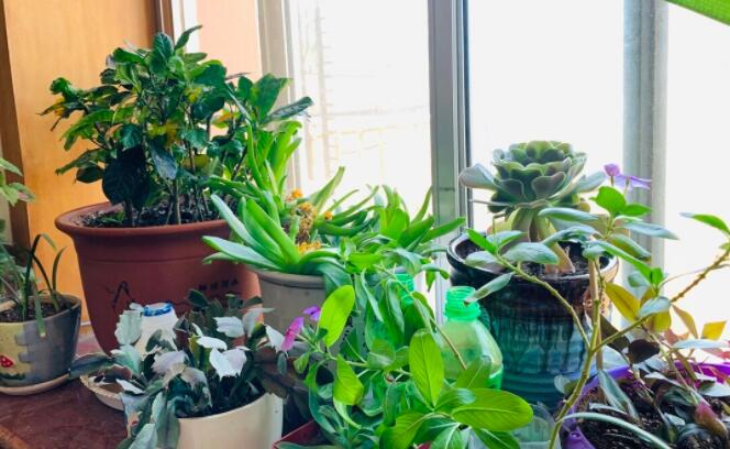 古代花盆的诗词