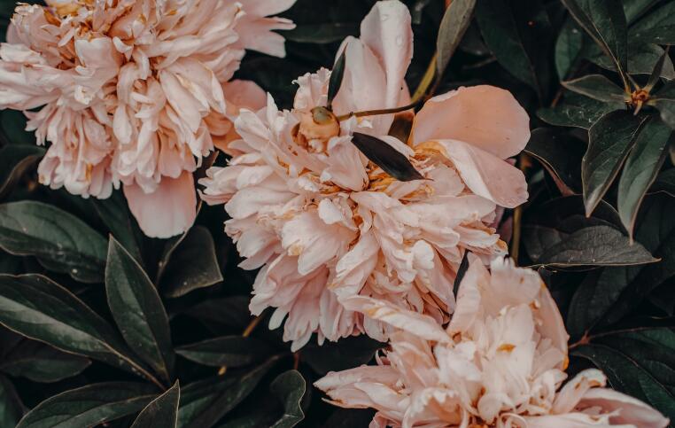 女人漂亮的活着的语录文案