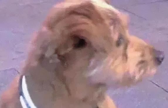 学舔狗的语气说句话