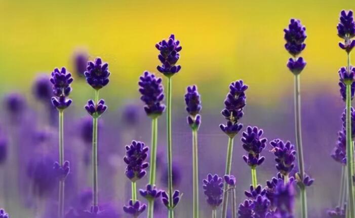 森系英文句子文案带翻译